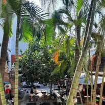 Vista entre palmeras GHGYM